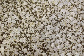 Vintage 50s Brown & Cream Floral Print Silk Fabric, 2  yrd